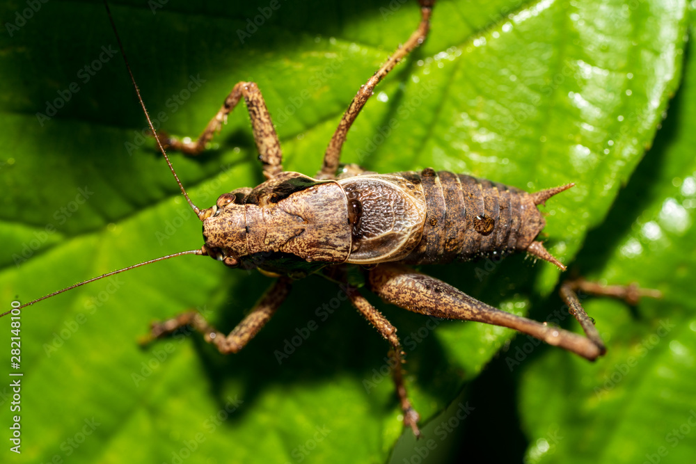 Bergschrecke auf einem Blatt Bergschrecke auf einem Blatt