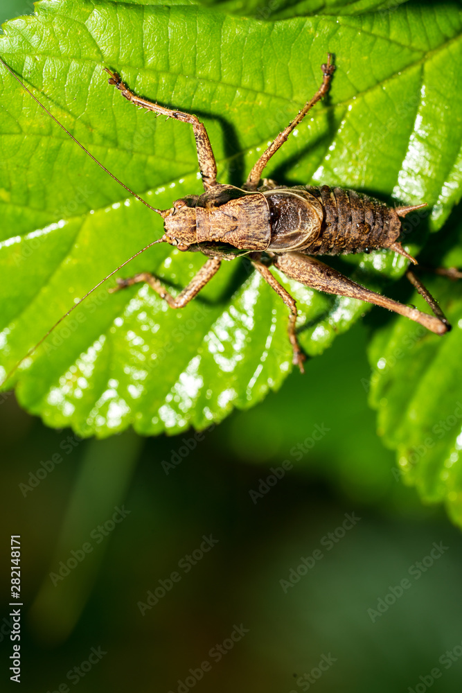 Bergschrecke auf einem Blatt Bergschrecke auf einem Blatt