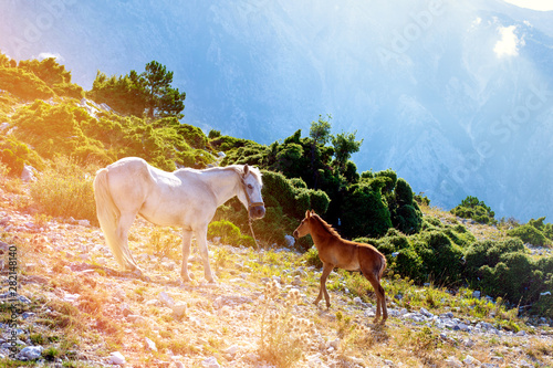 A horse family on the mountain by the Llogara pass in Vlora, with a background of clouds. photo