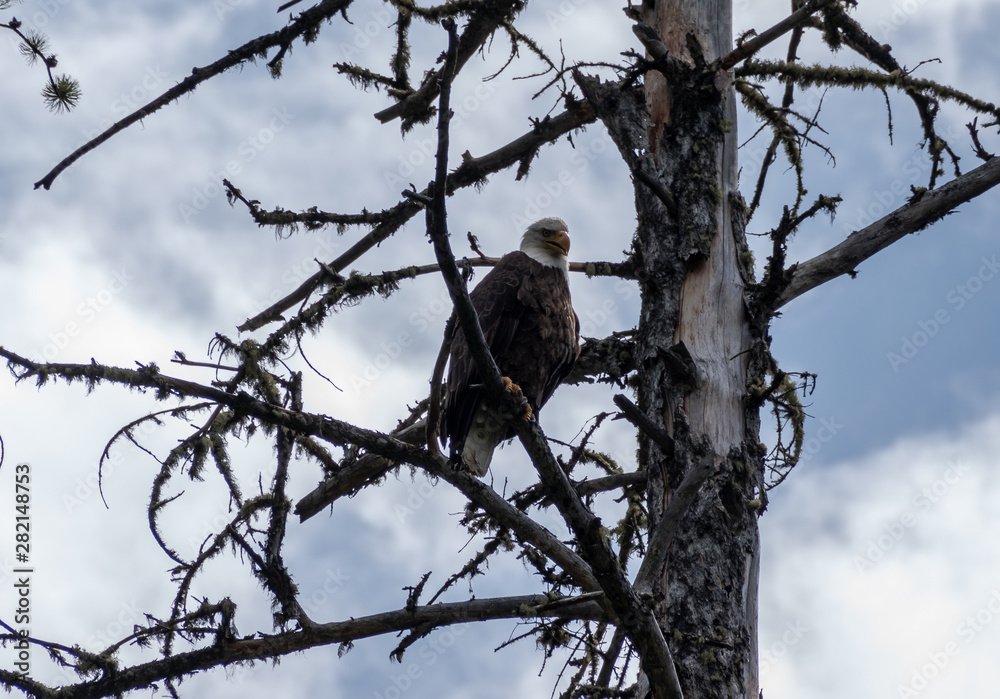 Bald Eagle Bald Eagle