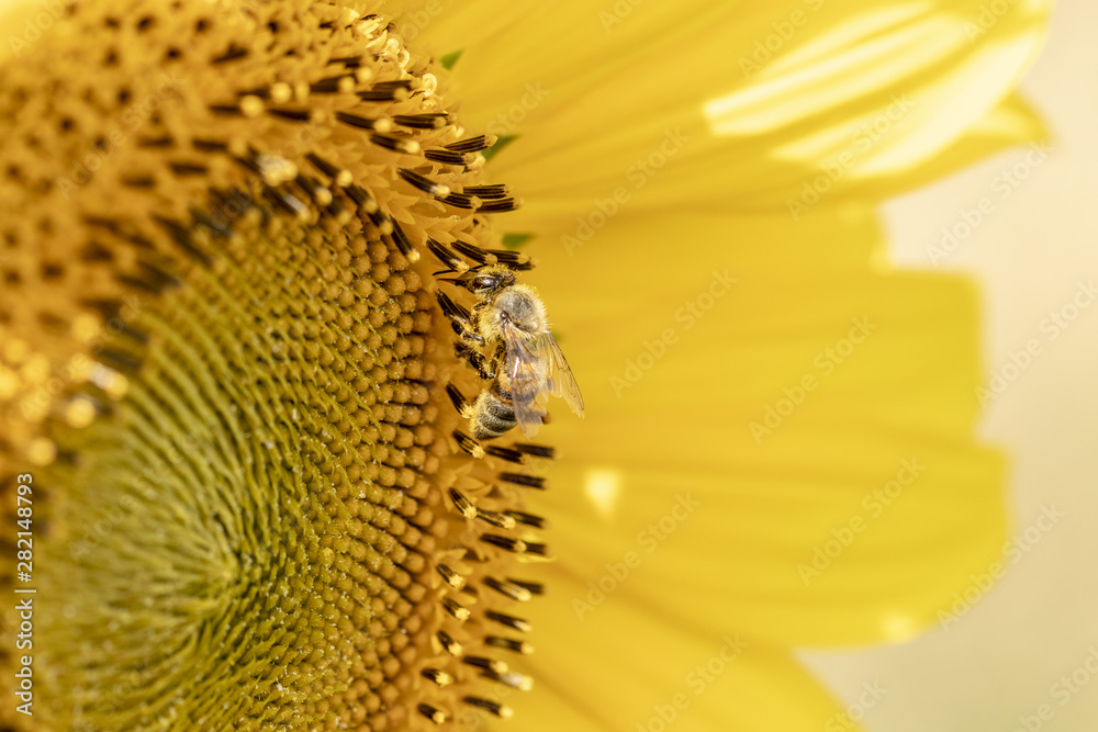 Abeille (apis mellifera) en train de butiner dans un champs de tournesols Abeille (apis mellifera) en train de butiner dans un champs de tournesols