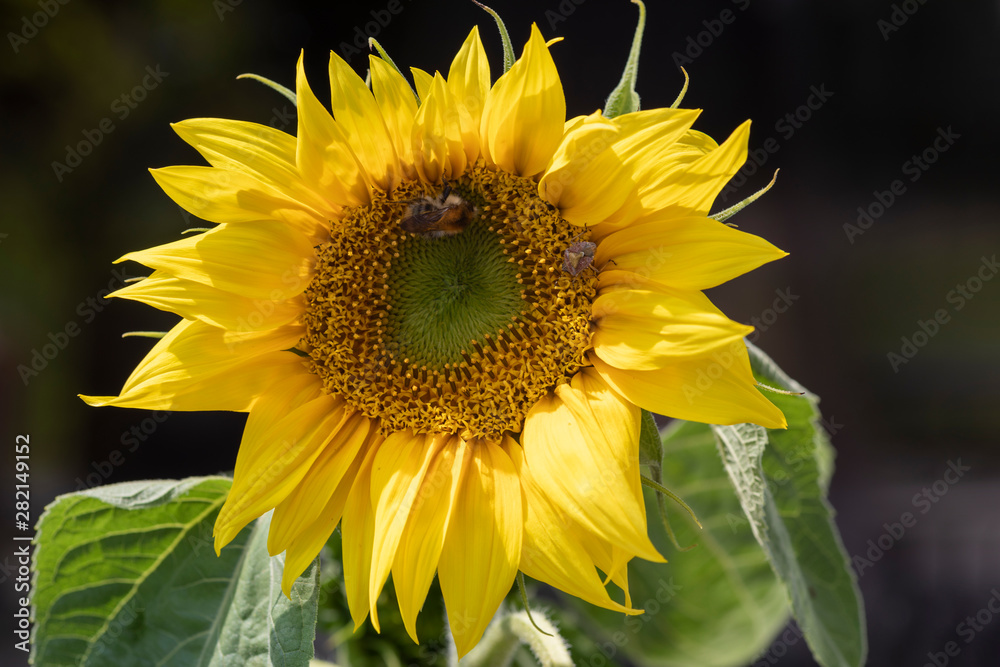 Naklejka premium Sonnenblume mit Besuchern