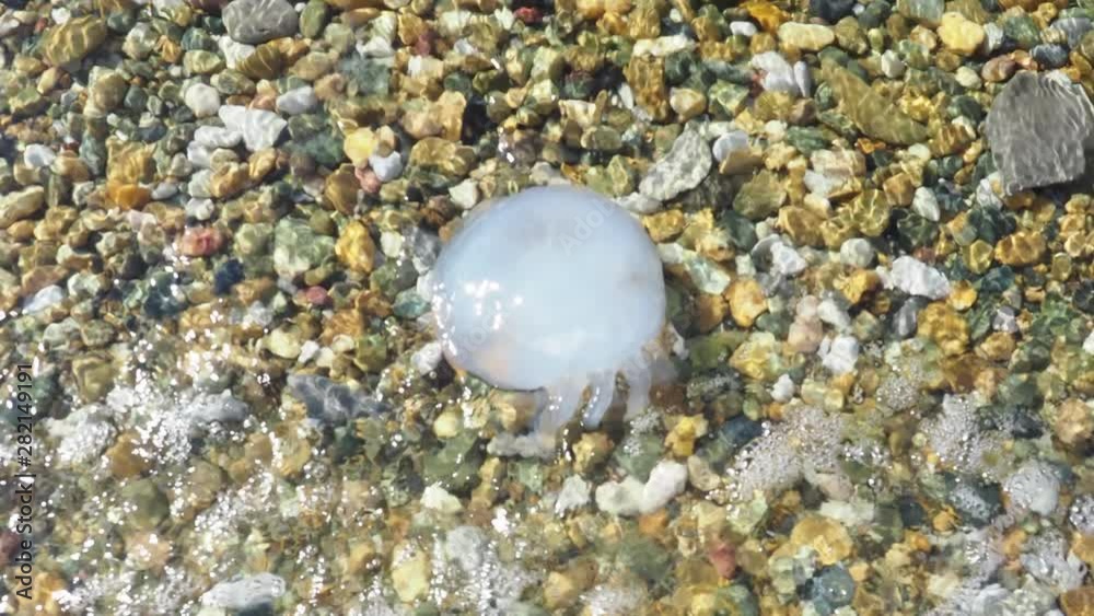 4K Jellyfish washed up on the beach Slow Motion 4K Jellyfish washed up on the beach Slow Motion