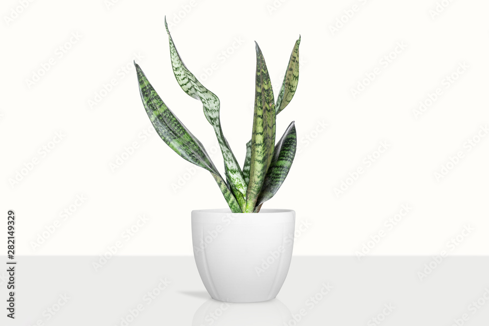 Sansevieria plant in pot on white table Sansevieria plant in pot on white table