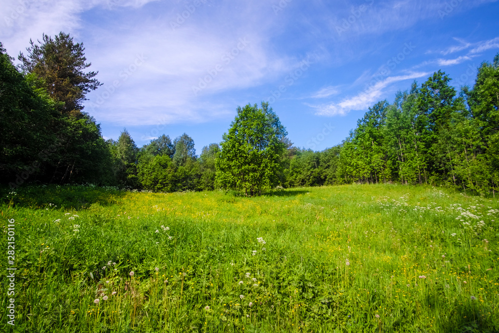 Landscape with the image of summer forest Landscape with the image of summer forest
