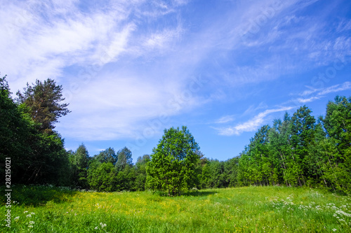 Landscape with the image of summer forest