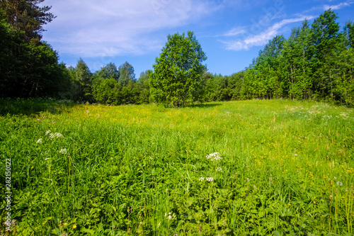 Landscape with the image of summer forest