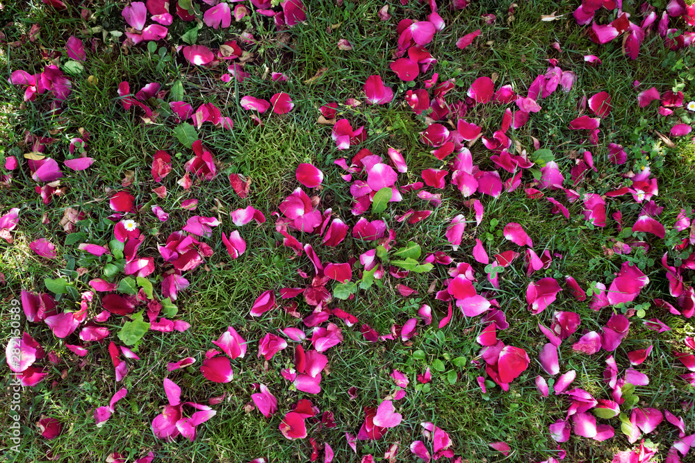 purple flower petals on the grass on a sunny summer day