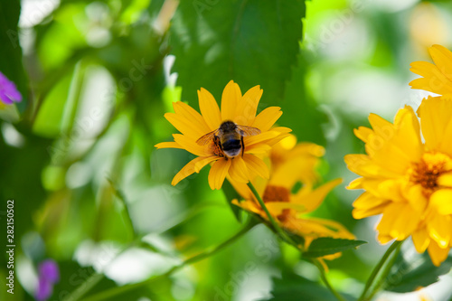 big Bumblebee on nice yellow flower