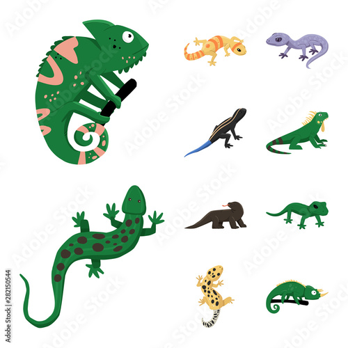 Fototapeta Naklejka Na Ścianę i Meble -  Vector design of animal and reptile symbol. Collection of animal and nature stock symbol for web.