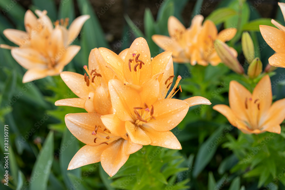 bouquet of yellow tender lilies in the garden after the rain bouquet of yellow tender lilies in the garden after the rain