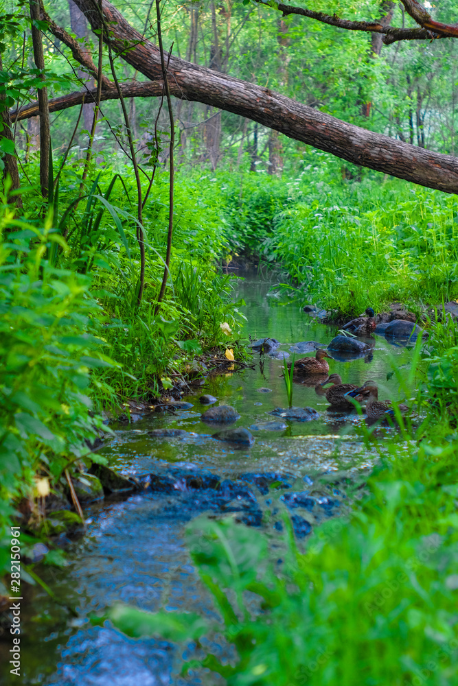 Fototapeta premium image of a river in the forest and ducks swimming in it