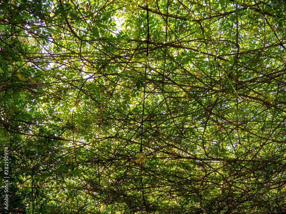Natural climbing ivy sunblock ceiling