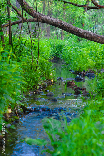 image of a river in the forest and ducks swimming in it