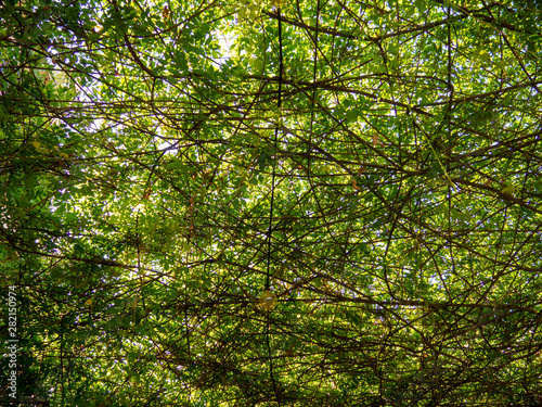 Natural climbing ivy sunblock ceiling © Dimitrius