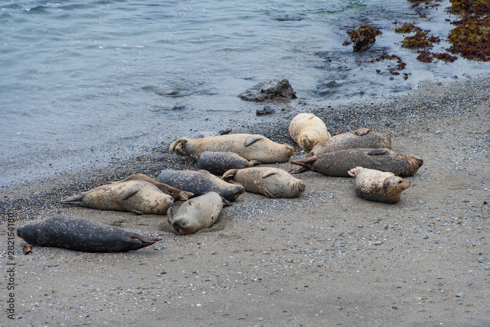 Fototapeta premium Harbor Seals in sanctuary at Sea Ranch, N. California
