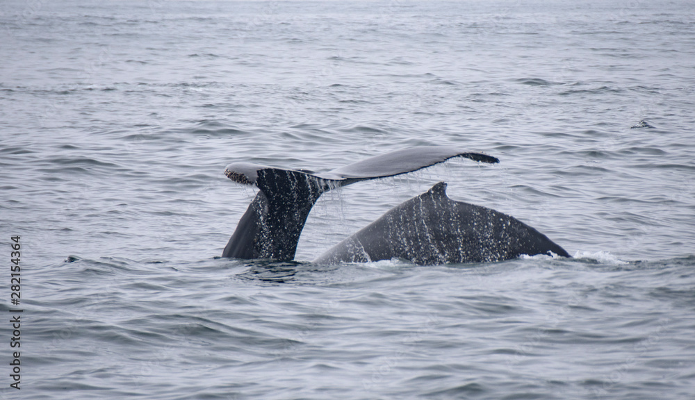 Fototapeta premium Two Humpback Whales in Monterey Bay