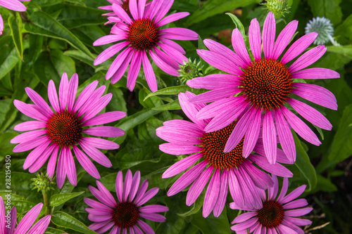 beautiful pink flowers and green leaves