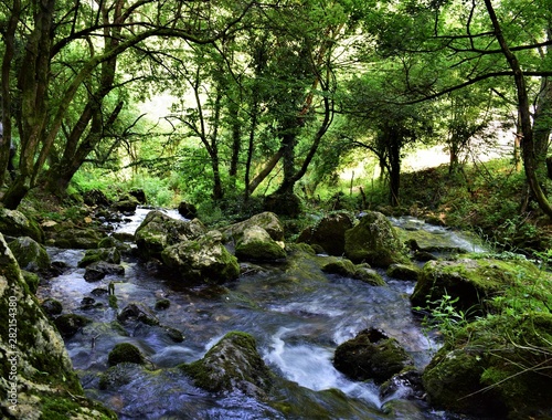 river in the forest