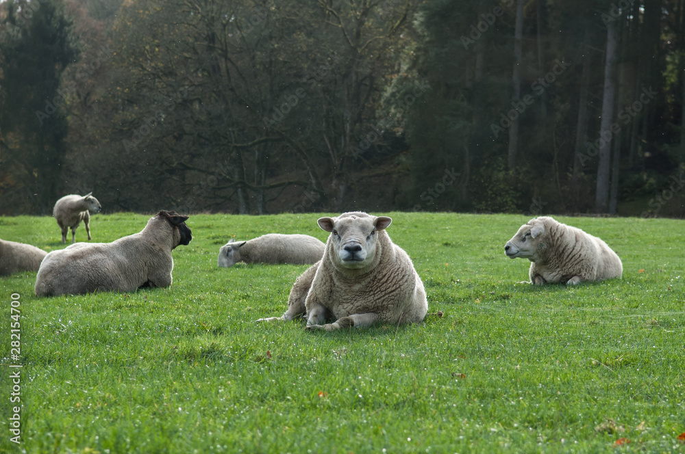 Sheep in the countryside in Scotland lying on green wet grass. Sheep in the countryside in Scotland lying on green wet grass.