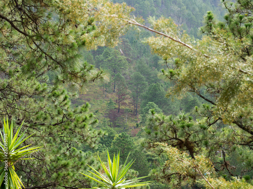 Pine Trees among branches photo