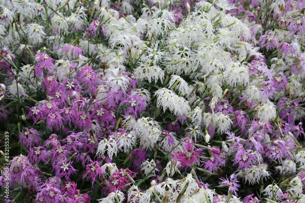 Obraz premium Colours In The Garden, U of A Botanic Gardens, Devon, Alberta