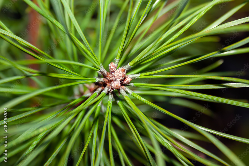 Pine needles close-up. Original abstract background for design and decoration Wallpaper. Pine needles close-up. Original abstract background for design and decoration Wallpaper.