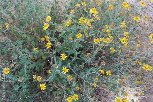 In the Southern Mojave Desert section of Joshua Tree National Park, indigenous shrub known commonly as Parish Goldeneye, botanically as Bahiopsis Parishii, among their native plant community.