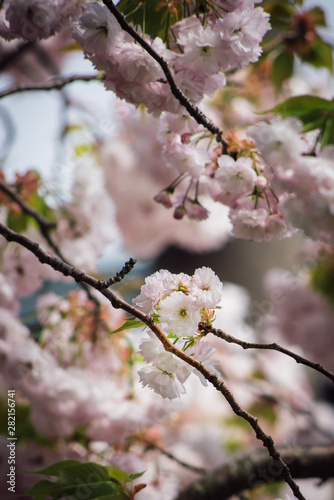 Last of the Cherry Blossom