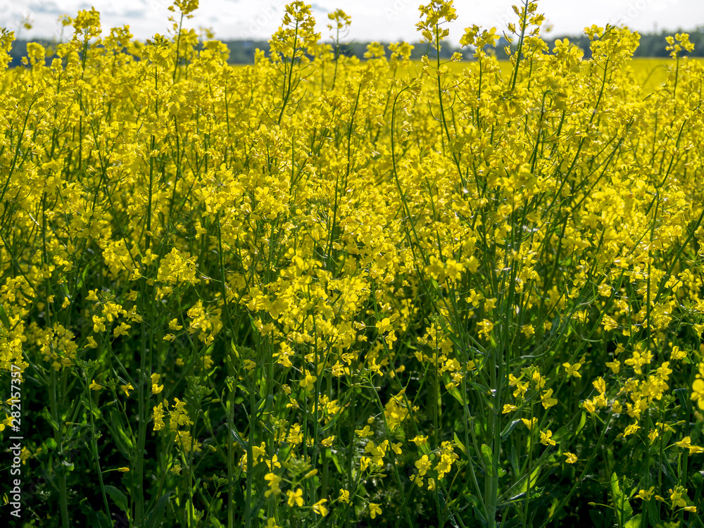 Obraz premium yellow rape field 