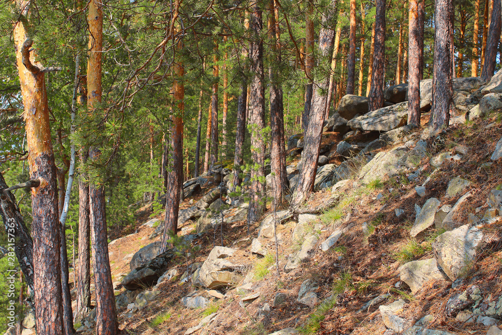 Fototapeta premium Pine trees on the mountain. Close-up. Background.
