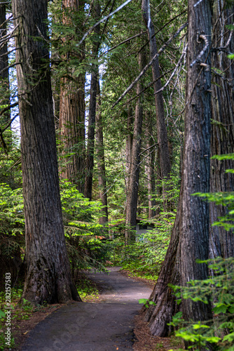 Walking path in the Cedars