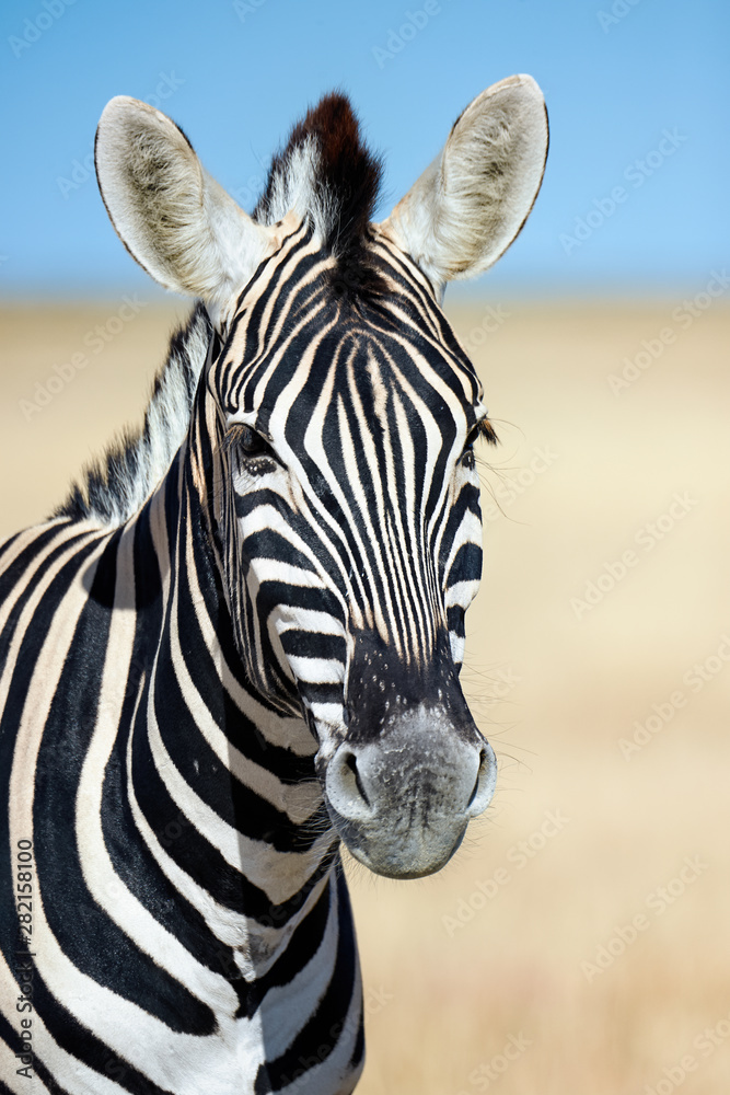 Naklejka premium Vertical portrait of a zebra.