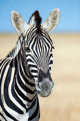 Vertical portrait of a zebra.