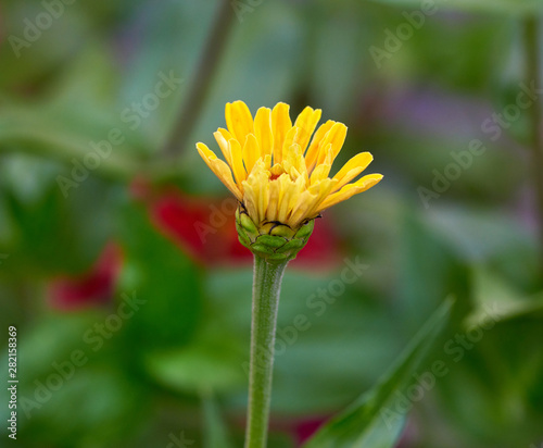 blooming yellow flower Zinnia in the garden on a summer day