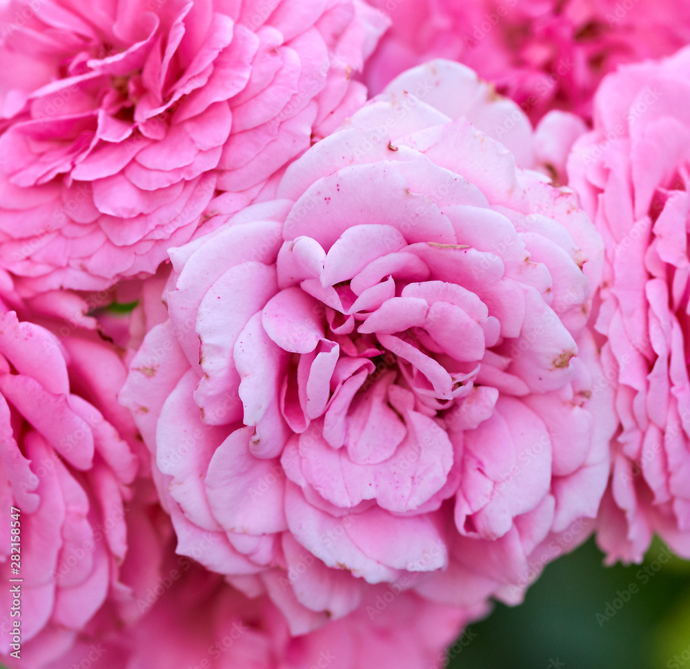 buds of pink blooming roses in the garden