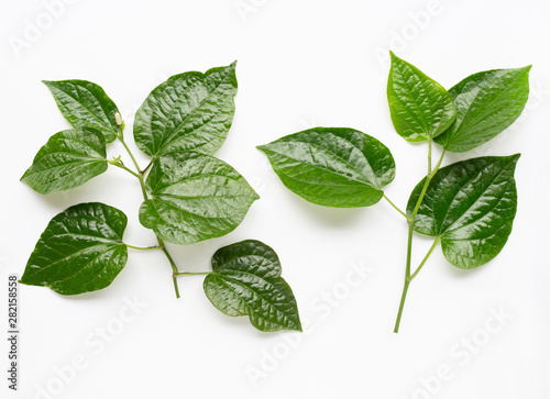 Piper sarmentosum or Wildbetal leafbush on white
