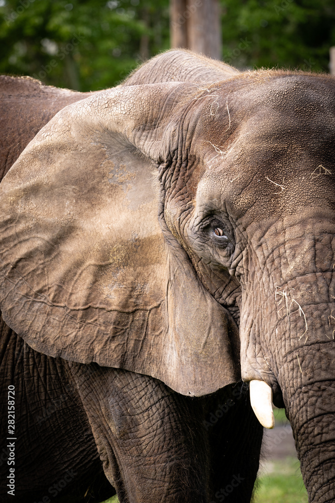 Obraz premium Elephant