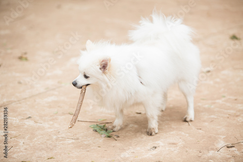 White Pomeranian Lulu playing with a stick