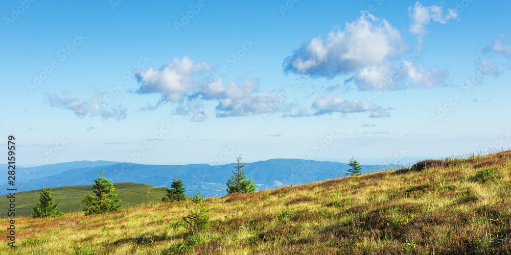 beautiful landscape in mountains. grassy meadow with small pine trees and stones on the top of a hill. sunny weather. fluffy clouds on the sky