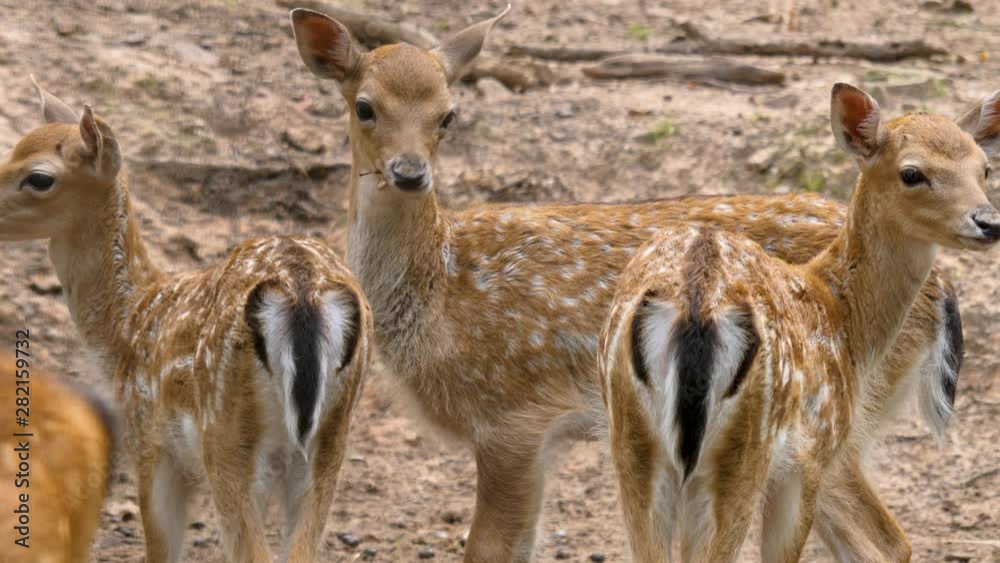 Three young deer from behind looking at the camera one is chewing. Three young deer from behind looking at the camera one is chewing.
