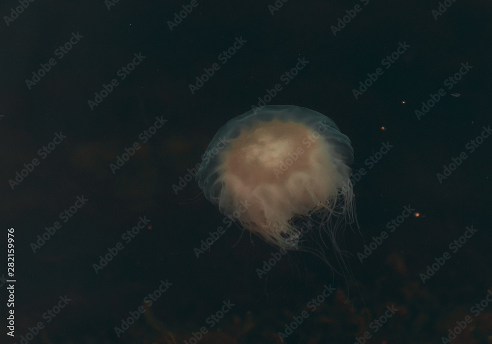 Meduza u wybrzeży norwegii Meduza u wybrzeży norwegii