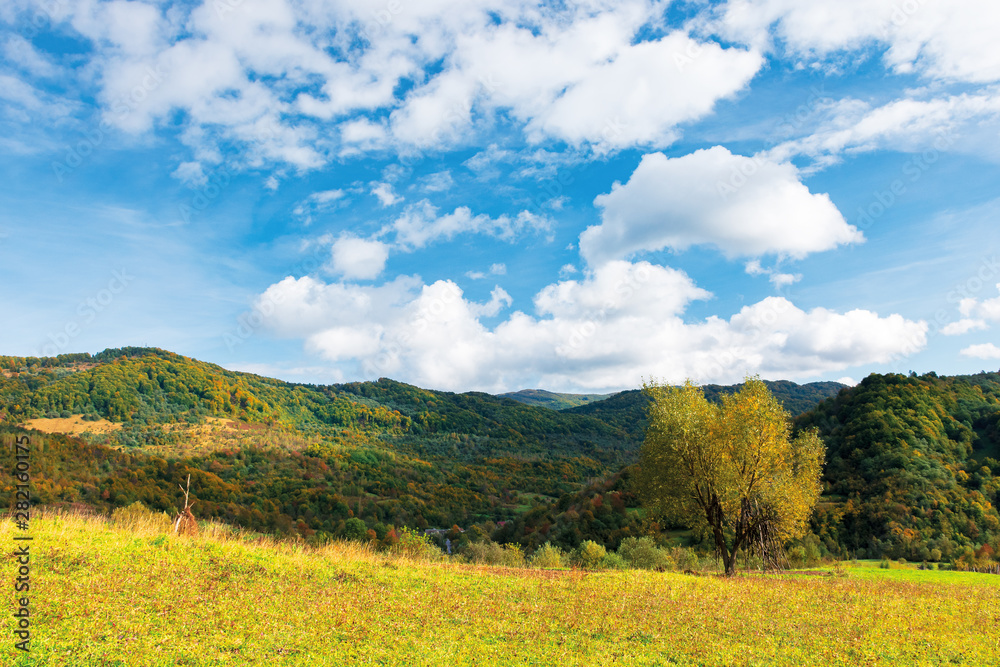 tree in yellow foliage on the meadow. beautiful countryside landscape on a sunny day with fluffy clouds on the sky. carpathian rural area in autumn tree in yellow foliage on the meadow. beautiful countryside landscape on a sunny day with fluffy clouds on the sky. carpathian rural area in autumn