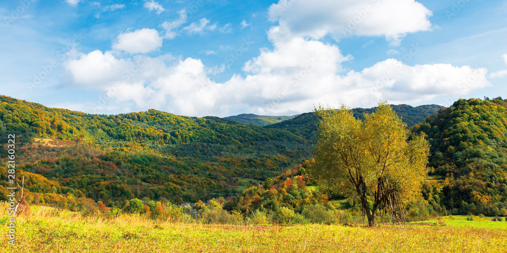 tree in yellow foliage on the meadow. beautiful countryside panoramic landscape on a sunny day with fluffy clouds on the sky. carpathian rural area in autumn