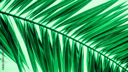 Abstract green palm leaf wallpaper