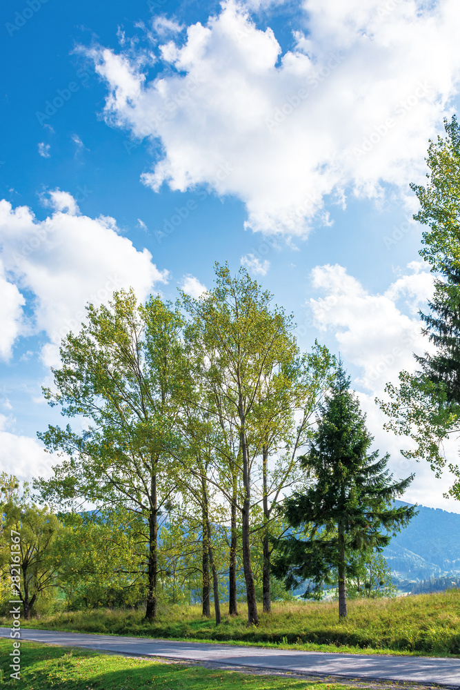 beautiful countryside in mountain. aspen trees along the road. wonderful september weather in afternoon