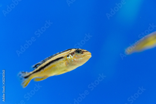 Auratus cichlid Melanochromis auratus golden mbuna aquarium fish photo