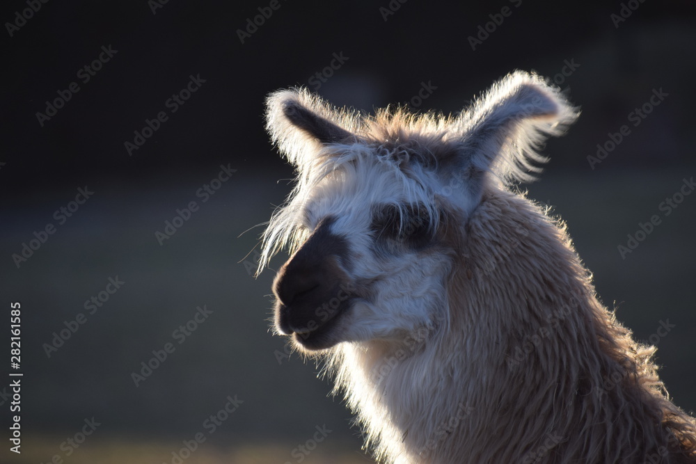 Obraz premium MIRADA