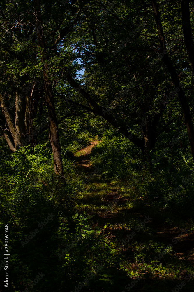 015-forest_path-wdsm-29jul19-08x12-208-500-2280