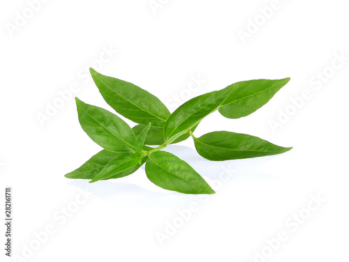 Fototapeta Naklejka Na Ścianę i Meble -  Andrographis paniculata leaf on w
